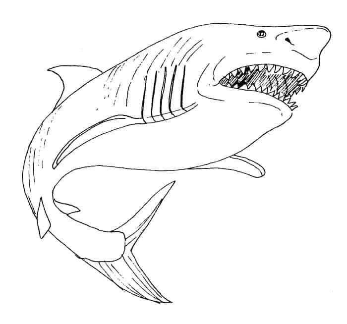 Realistic Shark Coloring Pages