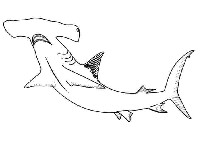 Shark Coloring Pages Free Printable