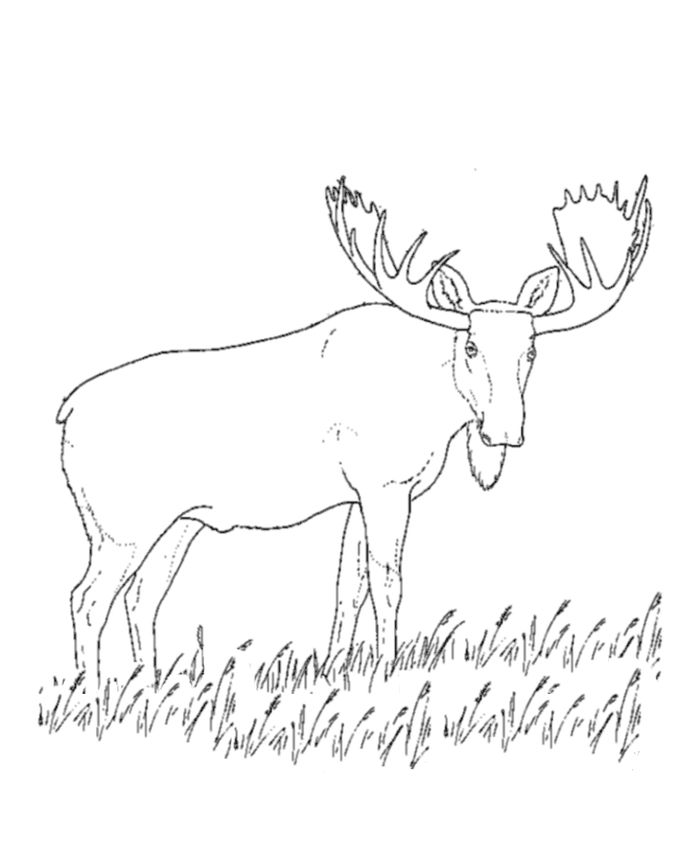 Adult Coloring Pages Moose