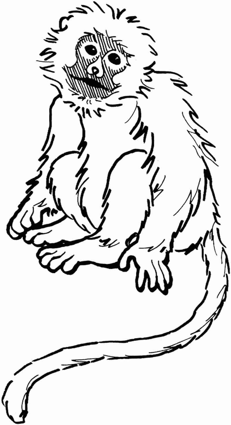 Free Printable Monkey Coloring Pages